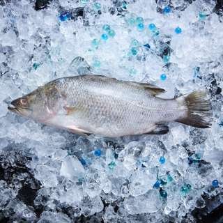 Aw's Market Fresh Whole Seabass Glutted (Kukup Sea)