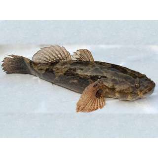 Catch Seafood Soon Hock Fish Whole