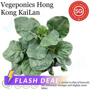 Image 124: Vegeponics Pesticide-Free Hong Kong Kai Lan