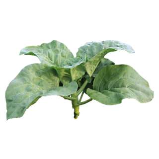 Vegeponics Pesticide-Free Kai Lan (SG Local)