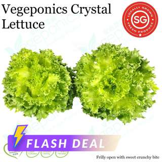 Image 89: Vegeponics Pesticide-Free Lettuce