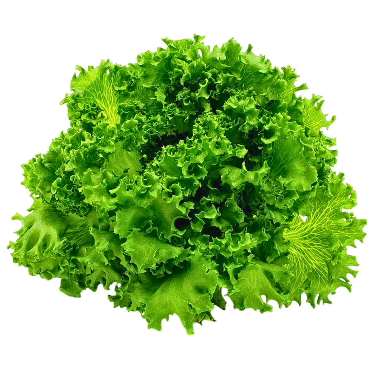 Vegeponics Pesticide-Free Crystal Lettuce (SG Local)