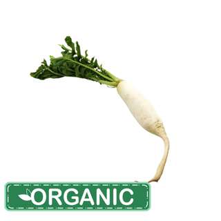 ZENXIN Organic White Radish