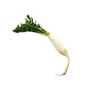 ZENXIN Organic White Radish ZENXIN Organic White Radish