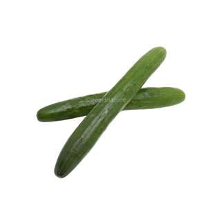 ZENXIN Organic Japanese Cucumber