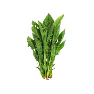 ZENXIN Organic English Spinach (Puay Leng)
