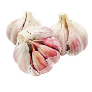 ZENXIN Organic Morado Garlic