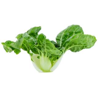 Vegeponics Pesticide-Free Nai Bai (SG Local)