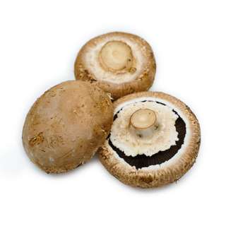 Portobello Mushroom