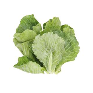 ZENXIN Organic Baby Kailan
