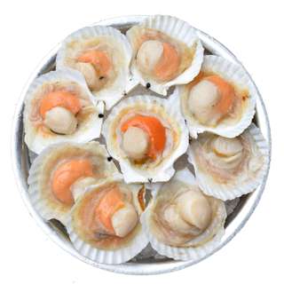 Mr Joy's Frozen Scallop - Half Shell