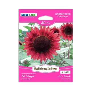Steve & Leif Moulin Rouge Sunflower Seeds