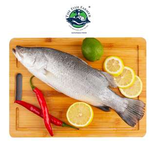 The Fish Farmer Frozen Seabass Barramundi Cleaned Gutted