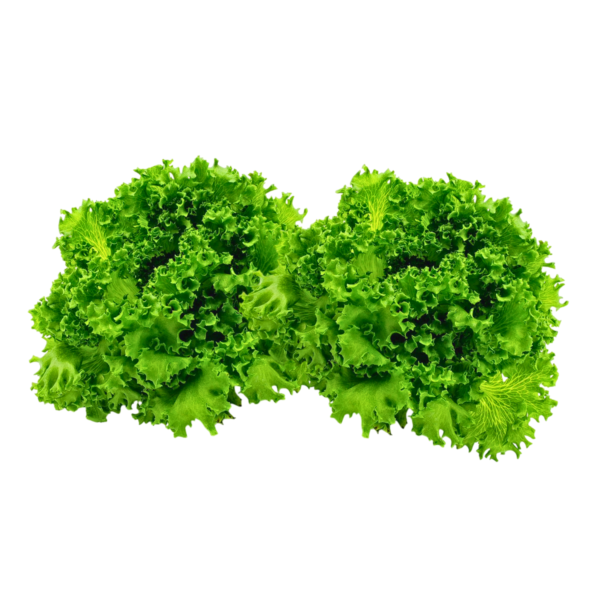 Vegeponics Pesticide-Free Crystal Lettuce (SG Local)