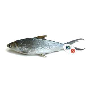 The Fish Farmer Milk Fish - Local Seawater Farmed