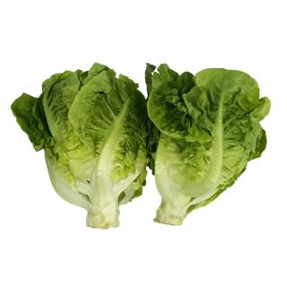 Yuan Zhen Yuan Romaine Lettuce