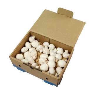Yuan Zhen Yuan White Button Mushroom