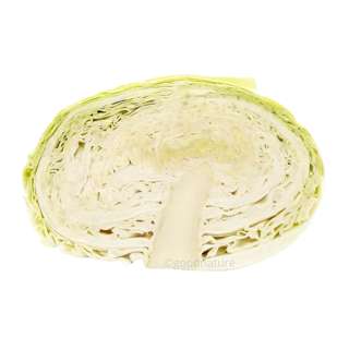 ZENXIN Organic Cabbage