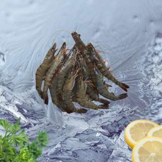 Seaco Prawn Tiger HOSO (31-40)