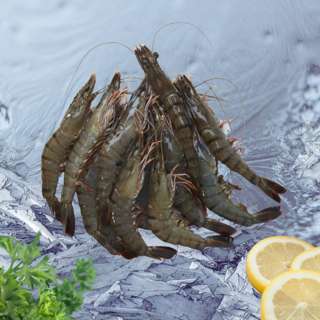 Seaco Prawn Tiger HOSO (21-25)