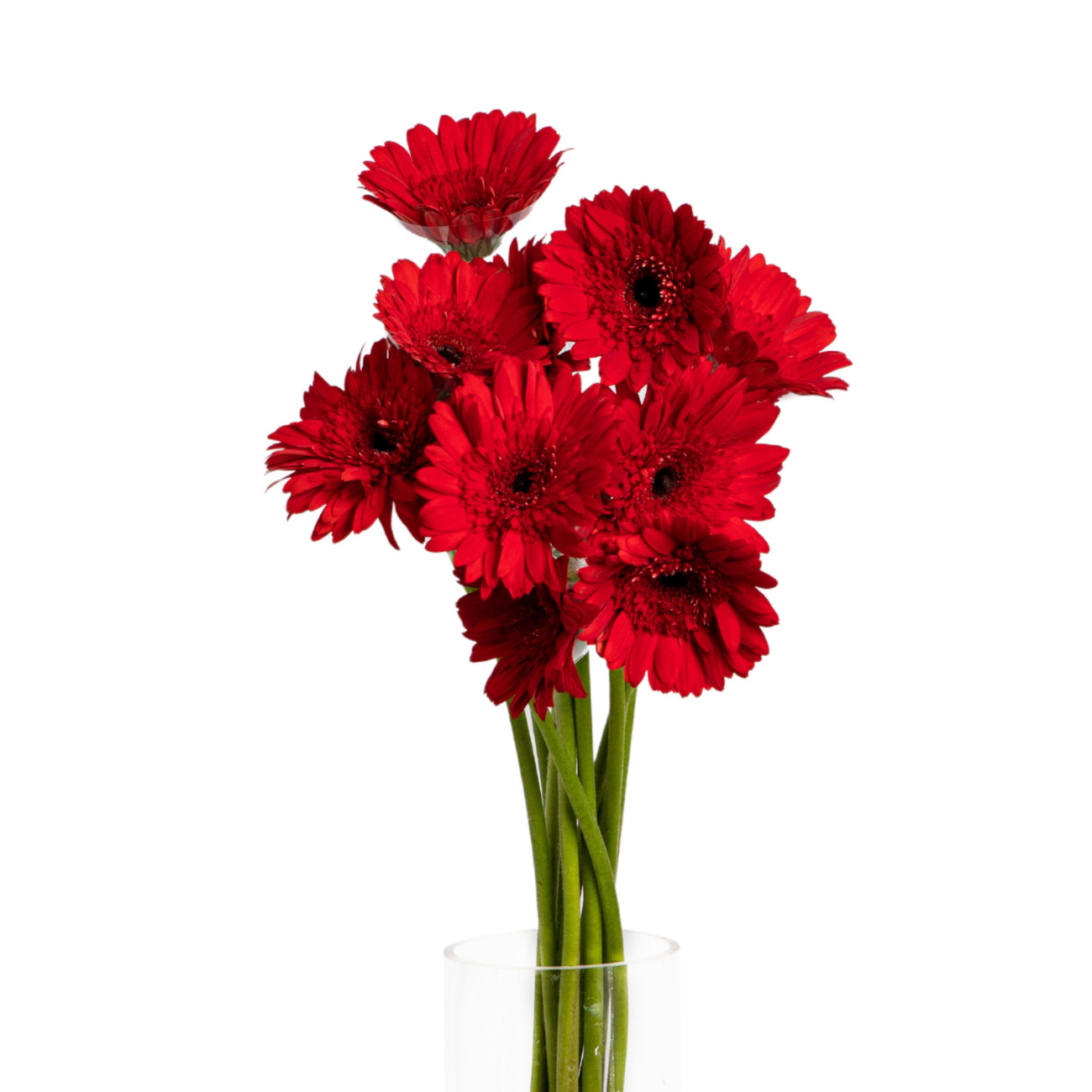 JM Flower Gerbera Daisy - Red