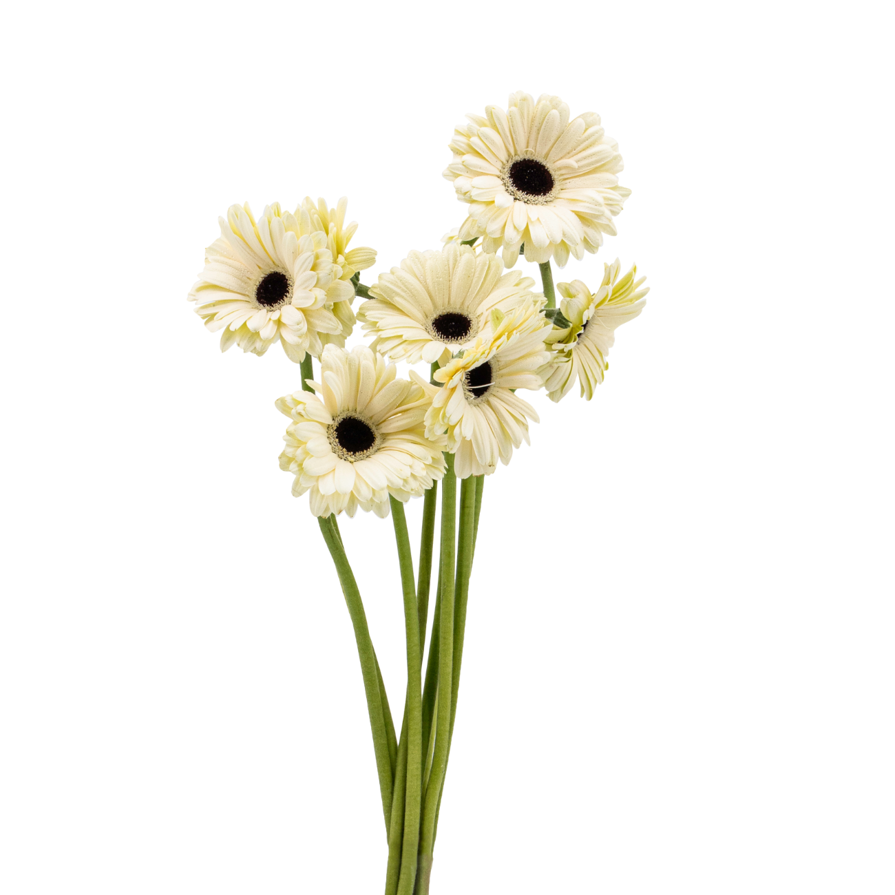 JM Flower Gerbera Daisy - White