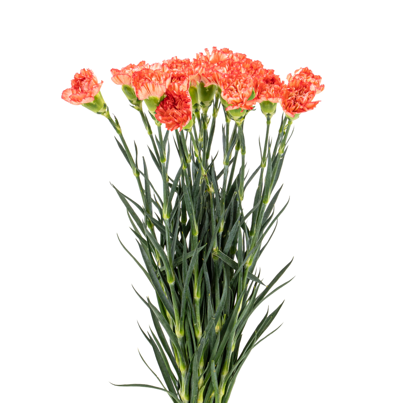JM Flower Carnation (Standard Grade) - Orange | NTUC FairPrice