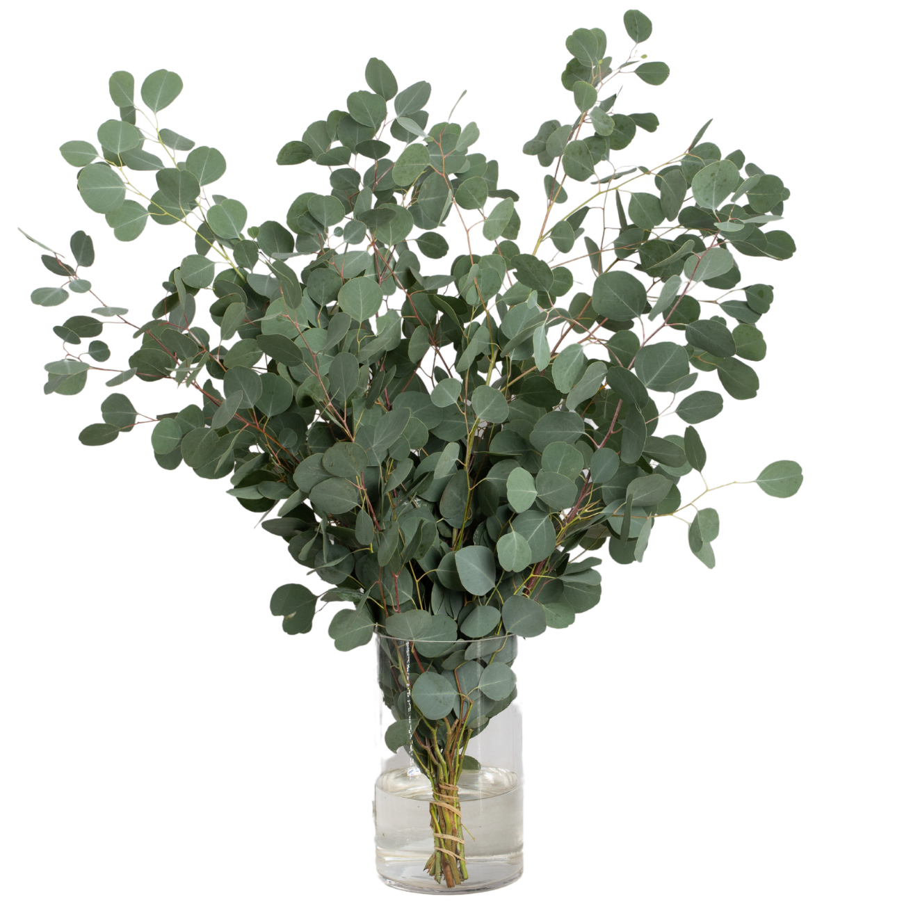 JM Flower Eucalyptus Populus