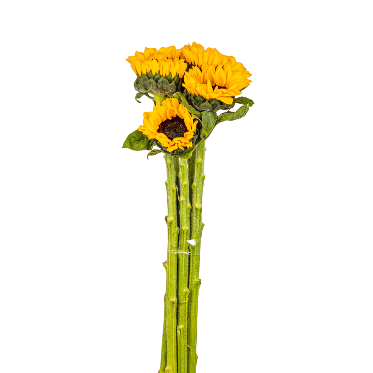 JM Flower Sunflower (Premium Grade)