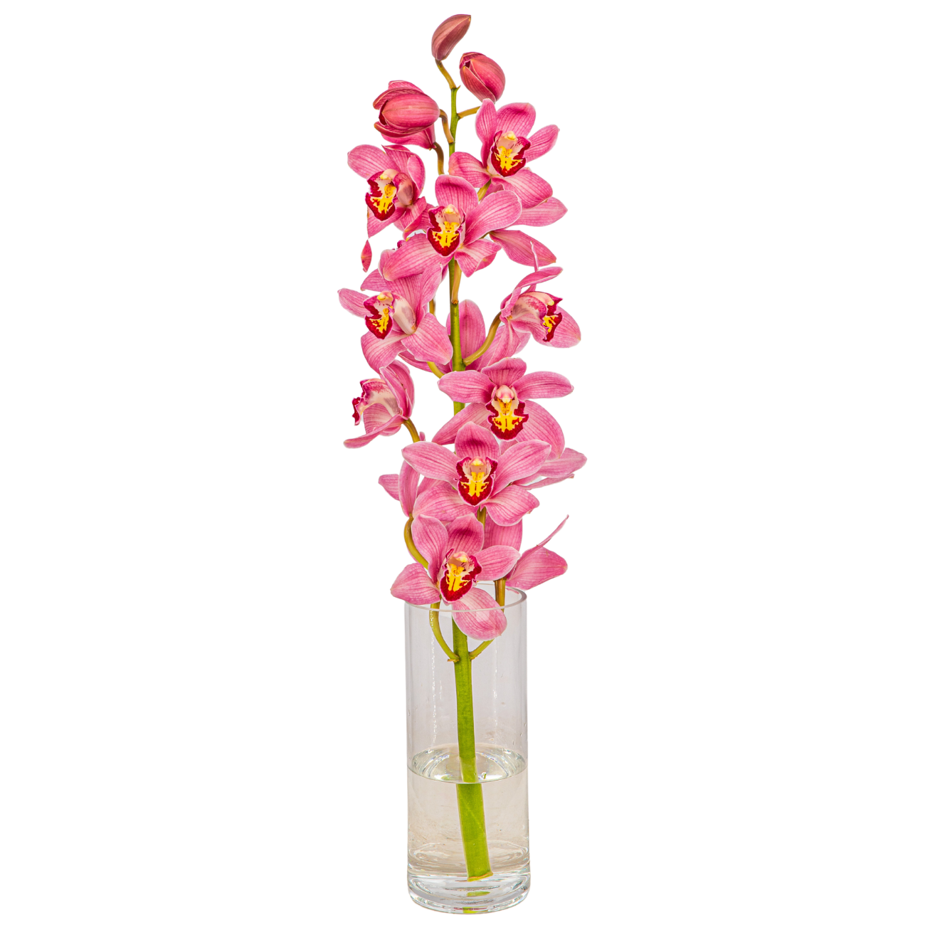 JM Flower Cymbidium - Pink