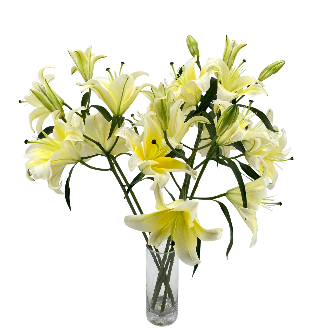 JM Flower Lily Huang Tian Ba - Yellow