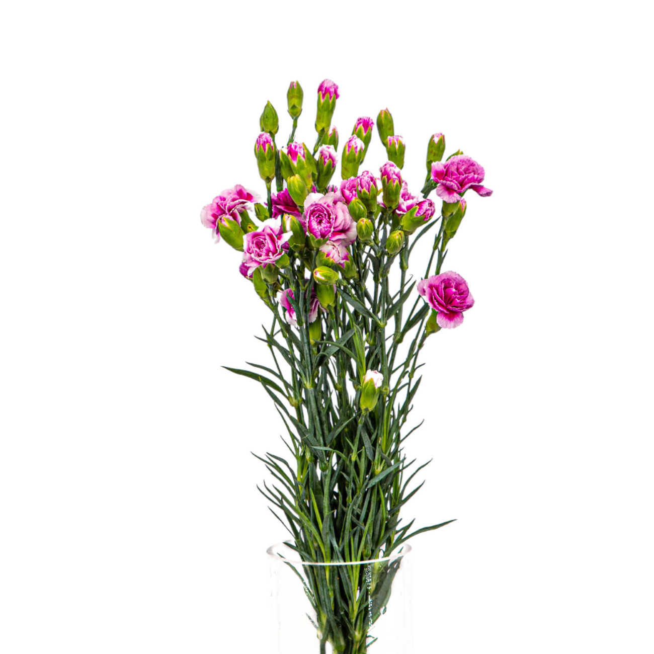 JM Flower Carnation Spray (Standard Grade) - Two Tone Purple JM Flower Carnation Spray (Standard Grade) - Two Tone Purple