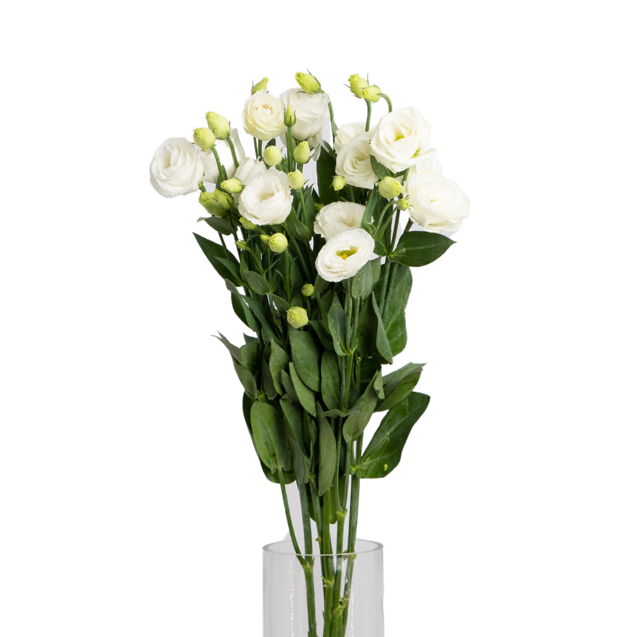 JM Flower Eustoma White NTUC FairPrice