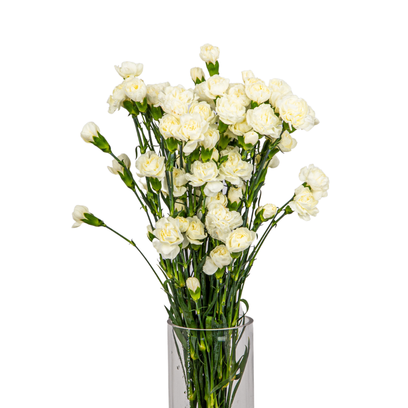 JM Flower Carnation Spray (Standard Grade) - White