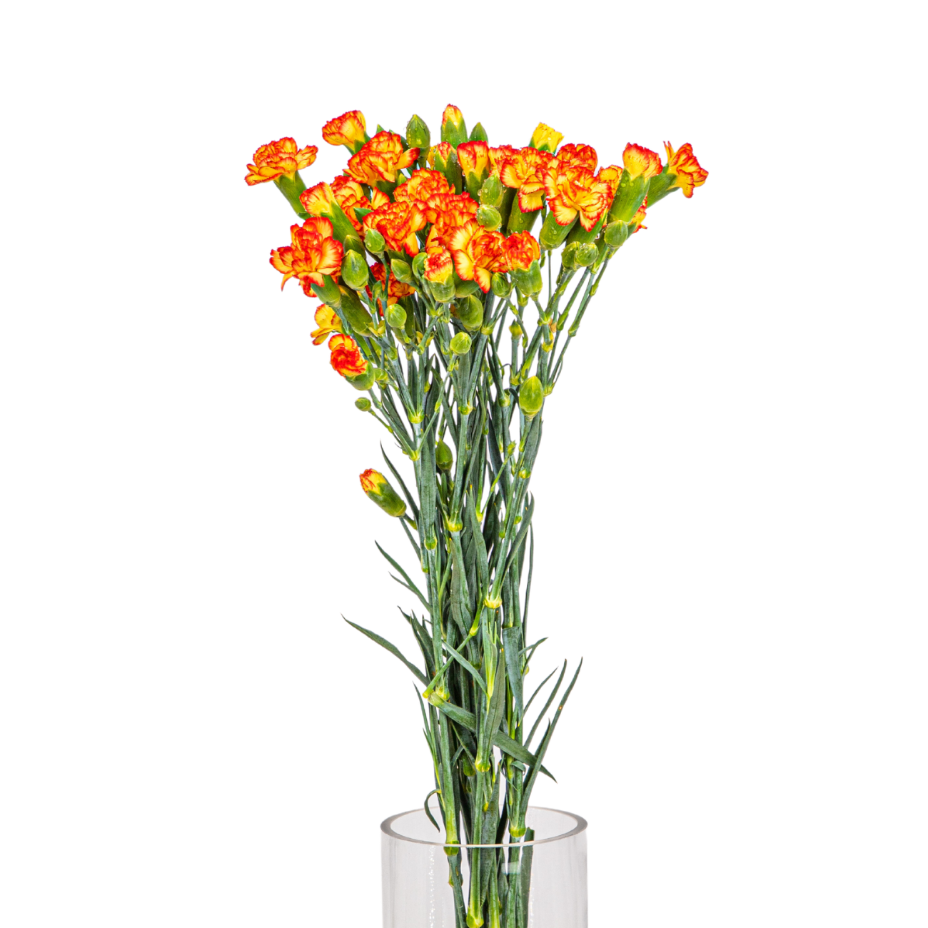 JM Flower Carnation Spray (Standard Grade) - Two Tone Orange JM Flower Carnation Spray (Standard Grade) - Two Tone Orange
