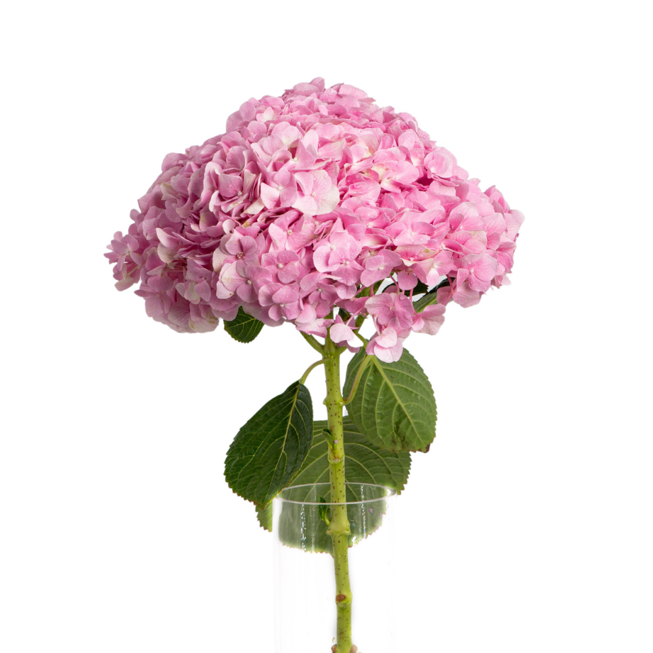 JM Flower Hydrangea (Premium Grade) - Dark Blue | NTUC FairPrice