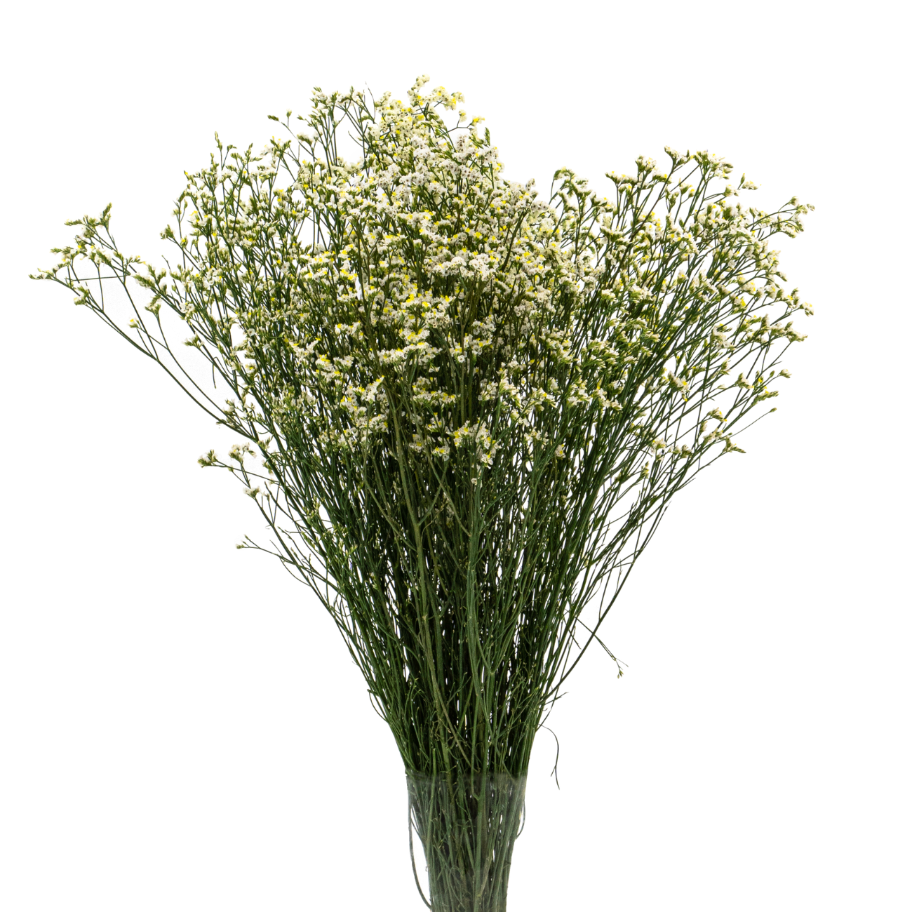 JM Flower Limonium Misty - White