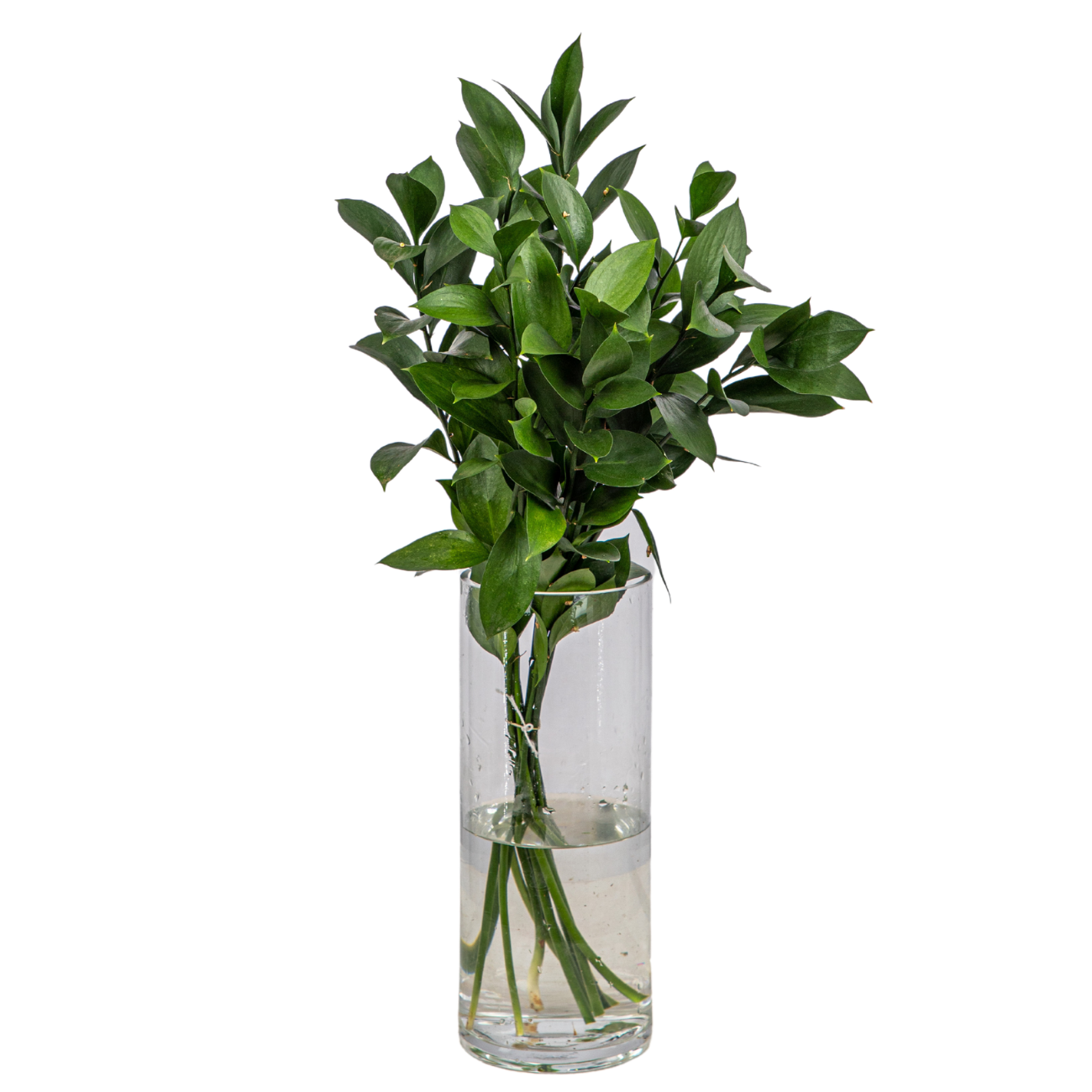 JM Flower Ruscus JM Flower Ruscus