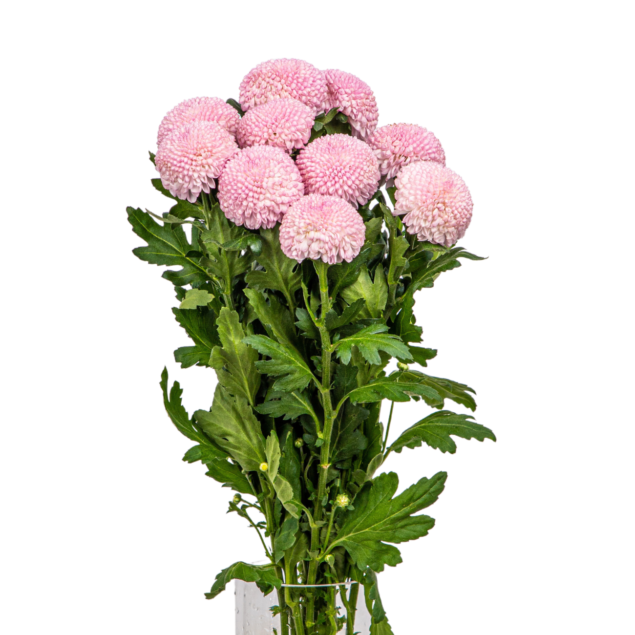 JM Flower Chrysanthemum Ping Pong (Premium Grade) - Pink JM Flower Chrysanthemum Ping Pong (Premium Grade) - Pink