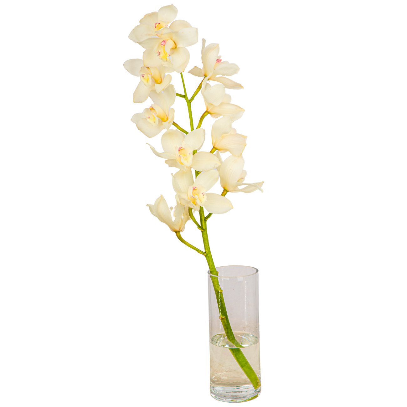 JM Flower Cymbidium - White