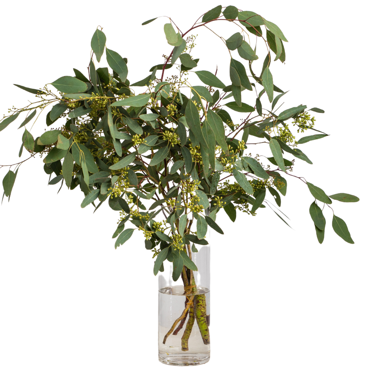 JM Flower Eucalyptus Populus with Berry JM Flower Eucalyptus Populus with Berry