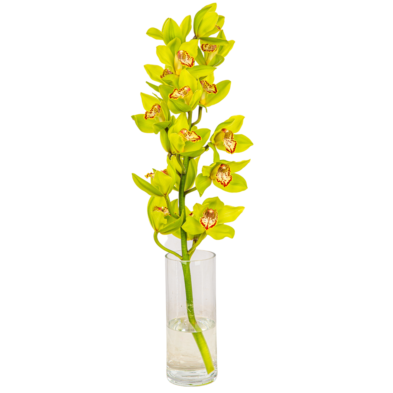JM Flower Cymbidium - Green