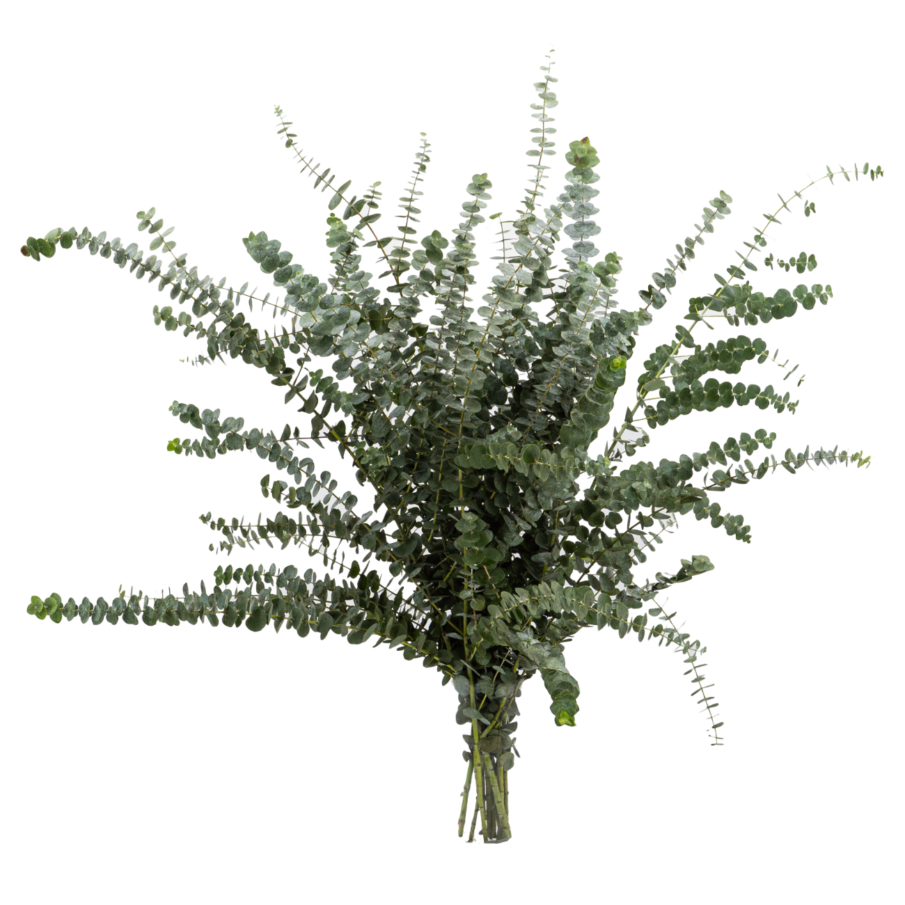 JM Flower Eucalyptus Baby Blue