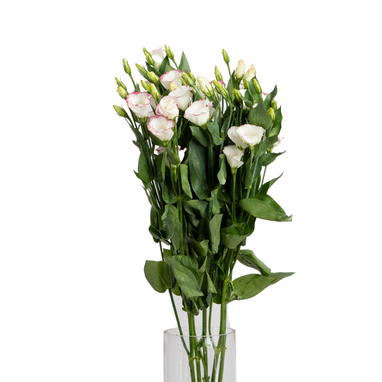 JM Flower Eustoma Two Tone Pink NTUC FairPrice