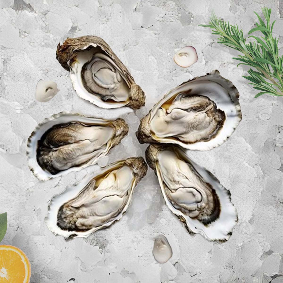 Seaco Live French Oyster Fine De Claire NTUC FairPrice