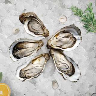 Seaco Live French Oyster Fine De Claire