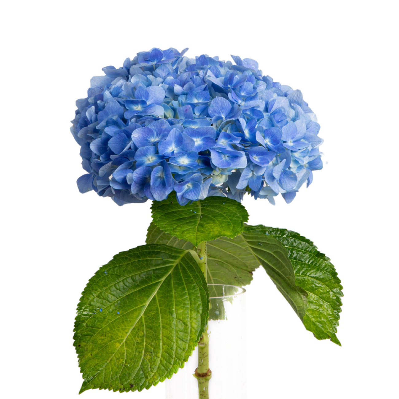 JM Flower Hydrangea (Premium Grade) - Dark Blue