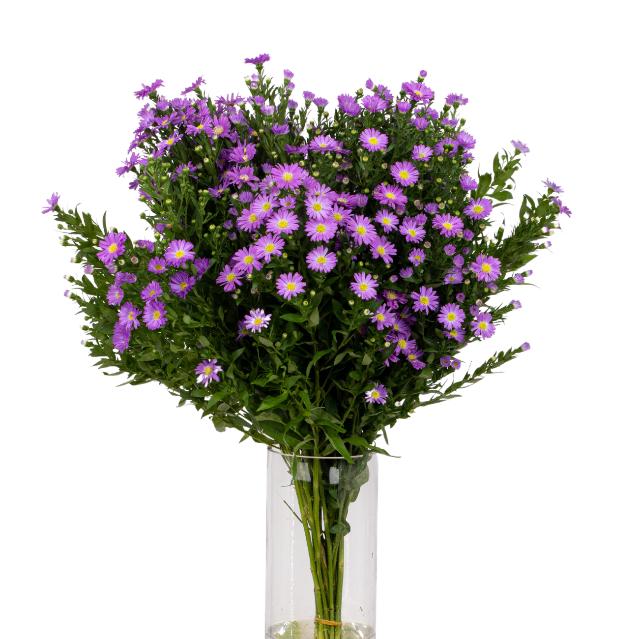 JM Flower Peacock - Blue