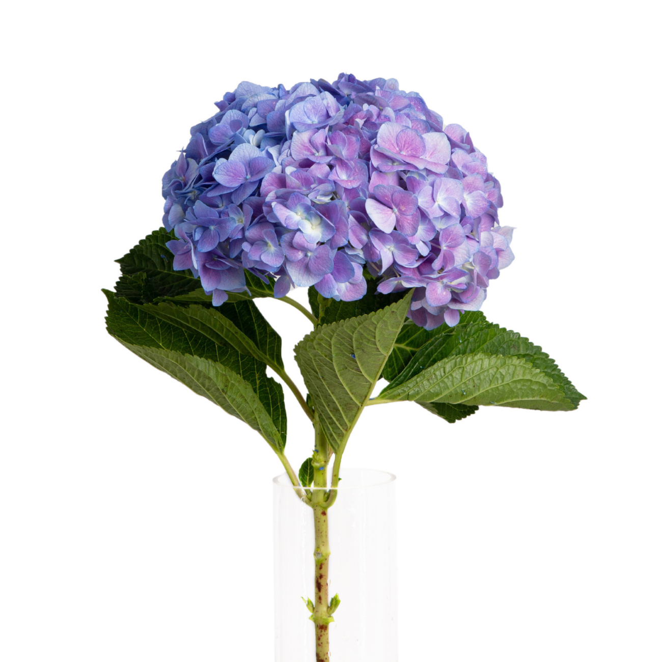 JM Flower Hydrangea (Premium Grade) - Light Purple