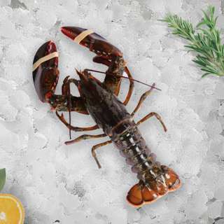 Seaco Live Boston Lobster (Bundle)